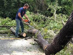 How Our Tree Care Process Works  in  Hanover, MN