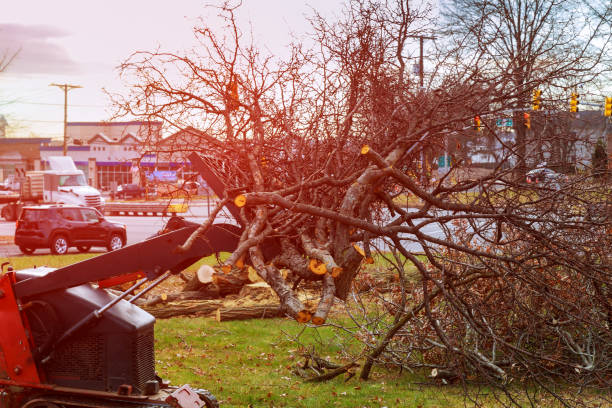 Tree and Shrub Care in Hanover, MN