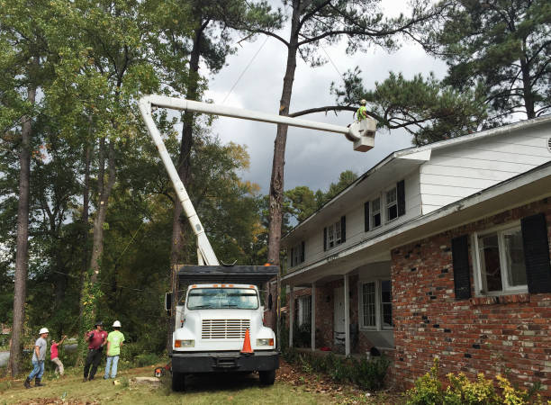 How Our Tree Care Process Works  in  Hanover, MN