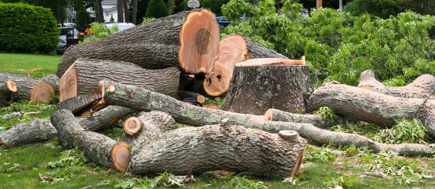 Best Tree Disease Treatment  in Hanover, MN