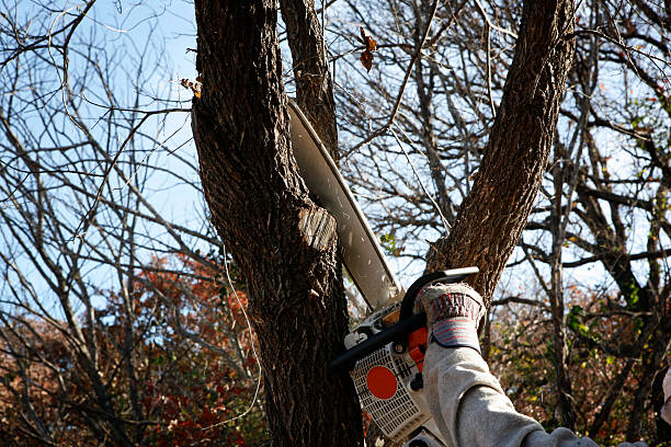 Best Seasonal Cleanup (Spring/Fall)  in Hanover, MN