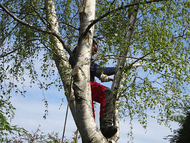 Best Lawn Pest Prevention  in Hanover, MN