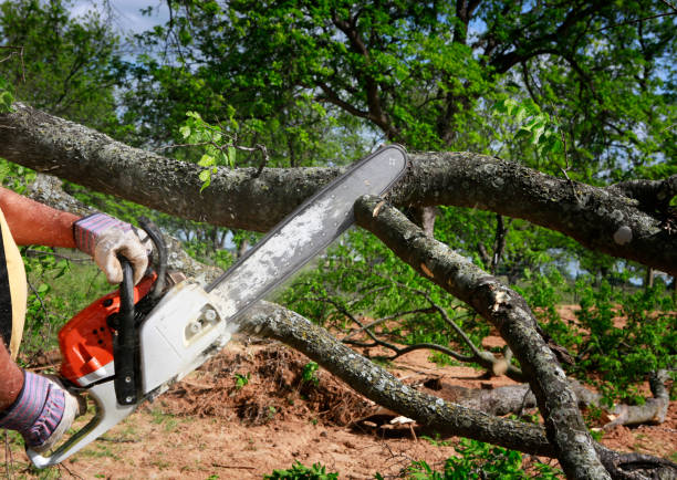 Hanover, MN Tree Care Company